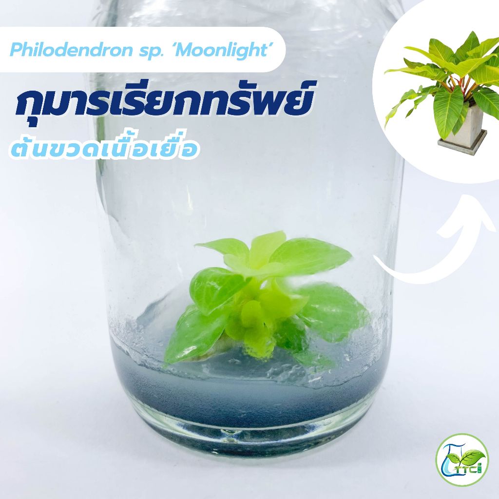 ฟิโลเดนดรอน มูนไลท์ ไม้ประดับเรียกทรัพย์