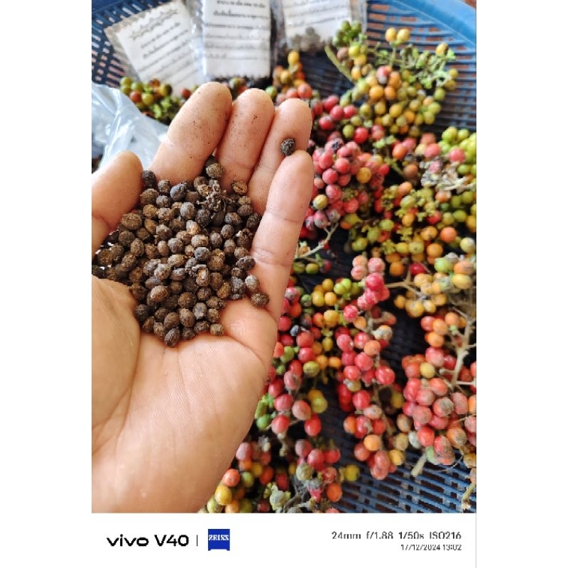 เมล็ดพันธุ์ย่านางแก่จัด 60 เม็ดโปรโมชั่นปีนี้ออกใหม่ใหม่
