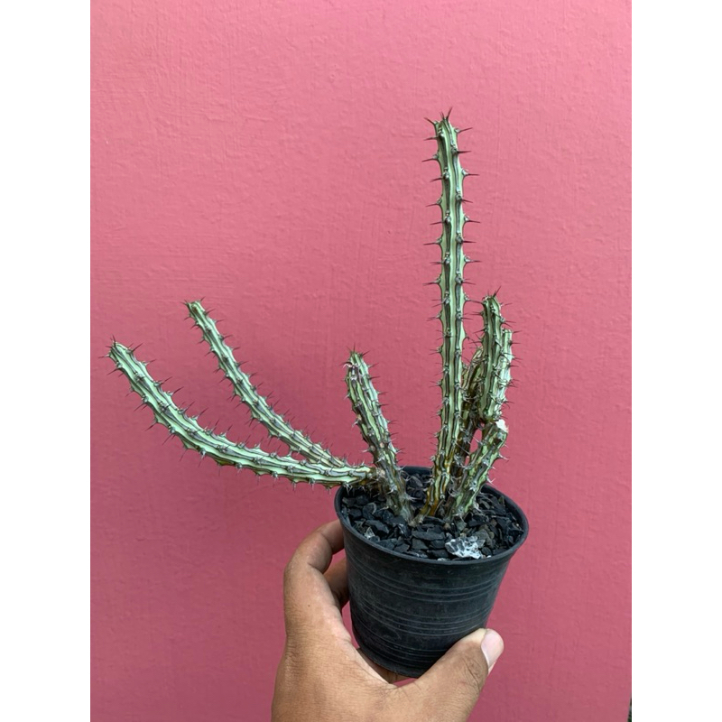 Euphorbia sp.nova somalia hordio ยูโฟเบีย โนว่าโซมาเลียฮอดิโอ