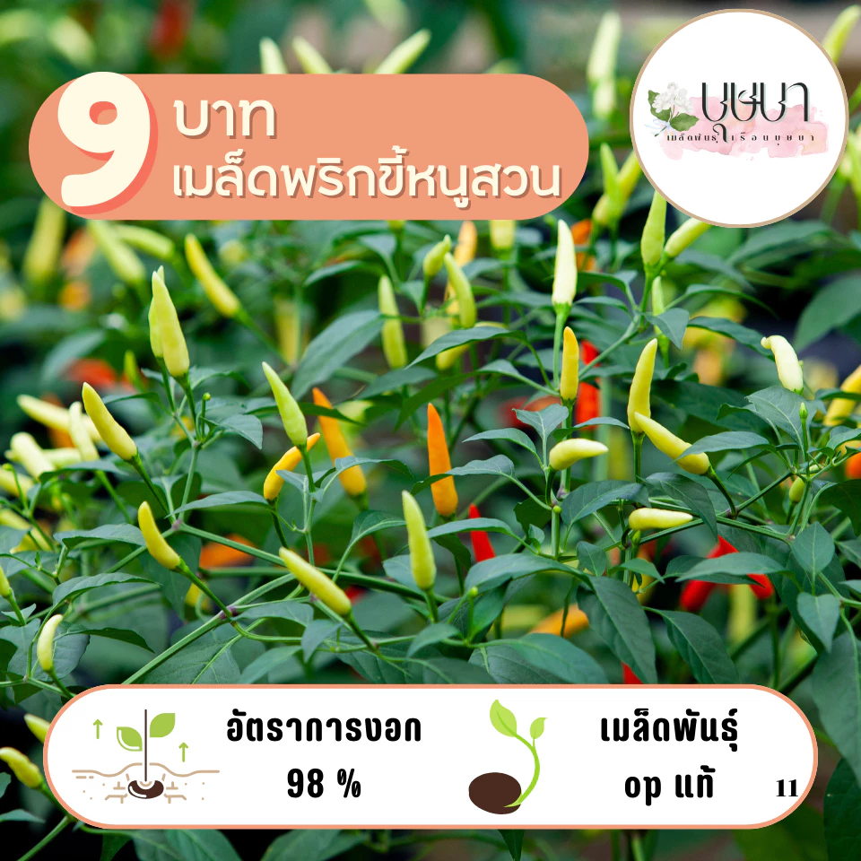 เมล็ดพริกขี้หนูสวน 9 บาท 70 เมล็ด