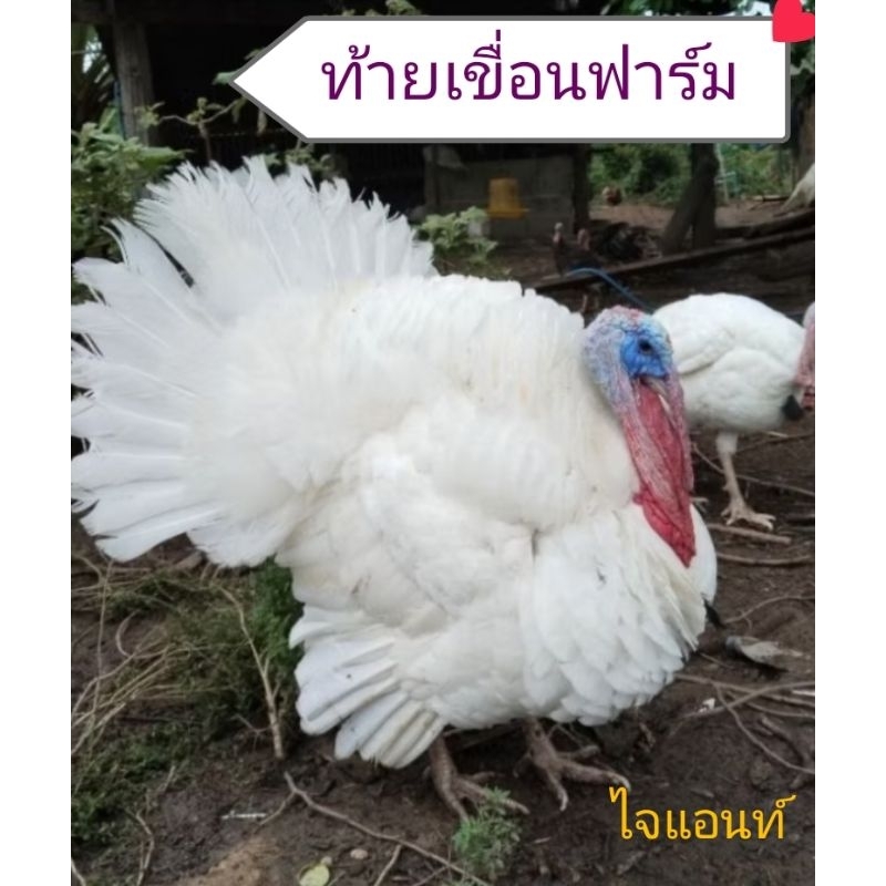 ไข่เชื้อไก่งวง 60 บาท ชุด 4ฟอง (ท้ายเขื่อนฟาร์ม)