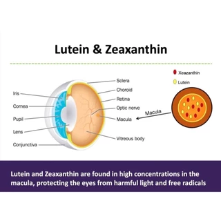 Ocluvita อาหารเสริมเพื่อบำรุงสายตาและดวงตา สำหรับสุนัขและแมว 30 เม็ด