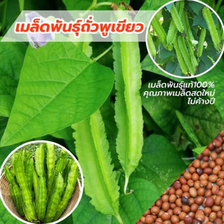 เมล็ดพันธ์ุ ถั่วพูเขียว ถั่วพูหวาน ถั่วพูกรอบ ปลูกง่ายงอกดีมาก บรรจุซองละ 20 เมล็ด