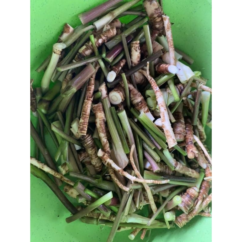 รากโสม  สด ตังกุย当归 สดกลิ่นหอมสดจากสวน  บำรุงเลือด บำรุงกำลัง 500-1000กรัม - รูปที่ 3