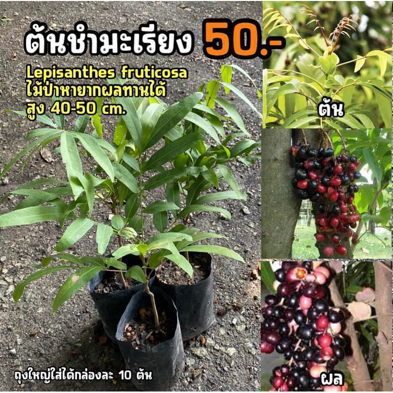 ต้นชำมะเลียง (จำนวน 1 ต้น) สูง 40-50 เซนติเมตร