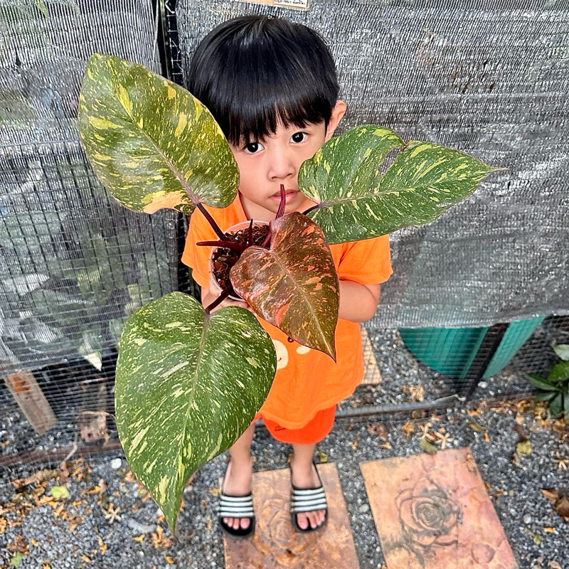 Philodendron orange princess/ฟิโลออเร้นปริ้นเซส