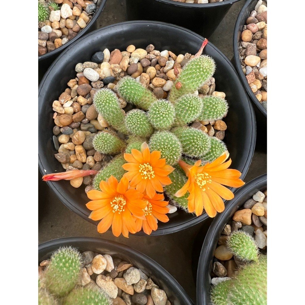 รีบูเทียดอกส้ม Rebutia Pulvinosa แคคตัส กระบองเพชร