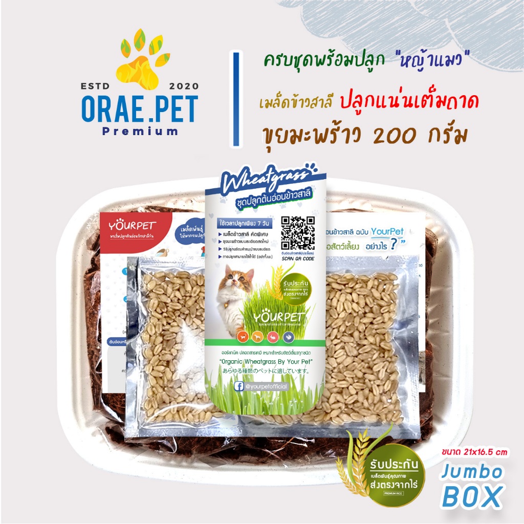 หญ้าแมว ครบชุด ปลูกง่าย มีคู่มือแนะนำแบบละเอียด ต้นอ่อนข้าวสาลี เมล็ดพันธุ์เกรดคุณภาพ