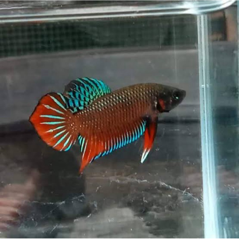 ปลากัดแก้มแดงสวยตัวใหญ่ด้วยครับ