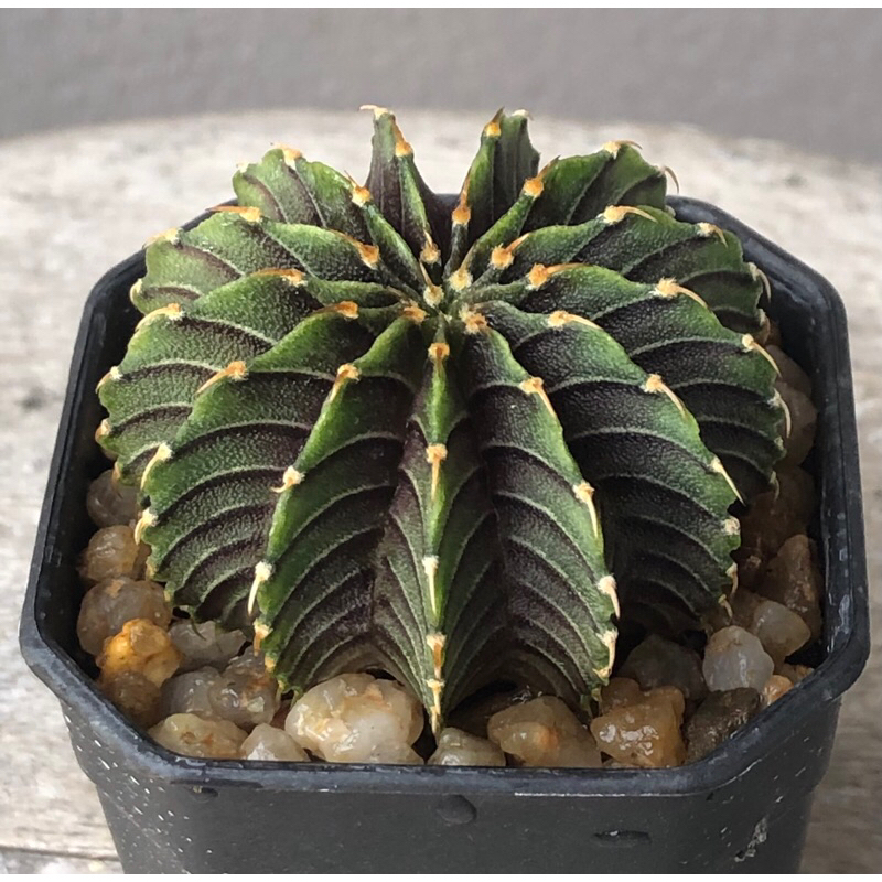 LB2178 แท้ ไม้เมล็ด 13พู/ไร้หนาม