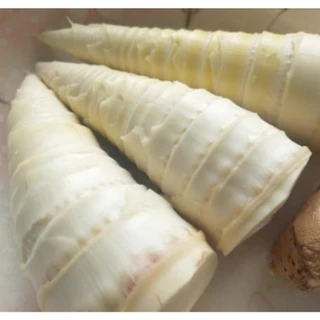 เมล็ดพันธ์ุไผ่ยักษ์ เมล็ดไผ่ ต้นไผ่ยักษ์ สายพันธ์ุแท้ บรรจุ 50 เมล็ด