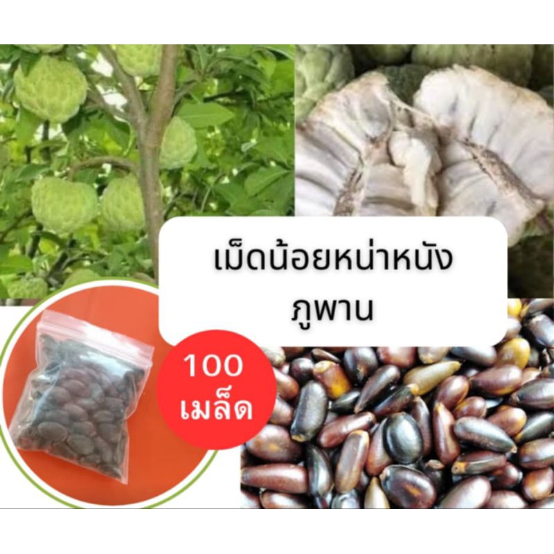 เม็ดน้อยหน่าหนังภูพาน 100 เม็ด เม็ดปีนี้อัตรางอกสูง