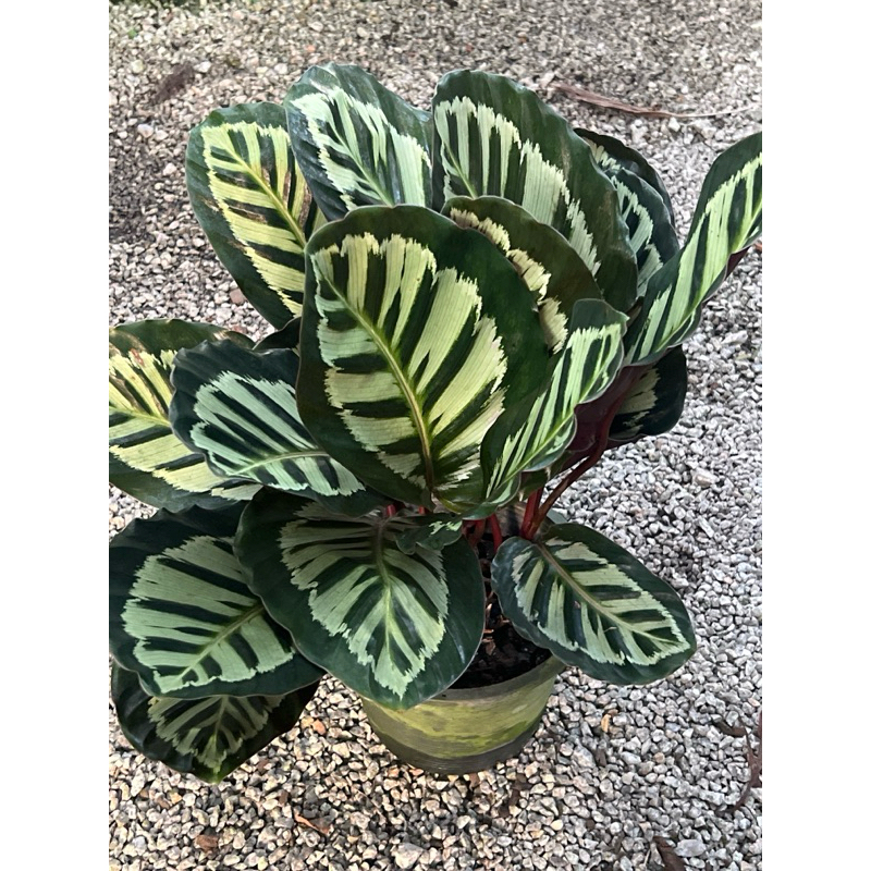 คล้า โคร่า Calathea  roseopicta ‘Cora’กระถาง 8นิ้ว