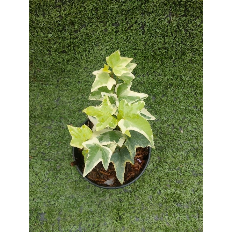 ต้นไอวี่ด่างขาว" Glacier " [English Ivy] ไม้ในกระถาง3"