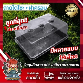 เซต ถาดไดโซะ พร้อมฝาครอบ ถาดปลูกต้นไม้ เพาะต้นอ่อน เพาะกล้าข้าว เพาะชำ เพาะเมล็ด ถาดทึบ มีรู แบบสูง กลาง เตี้ย