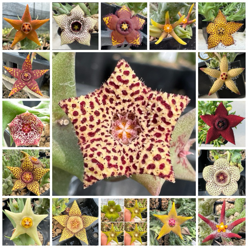 เก๋งจีน Orbea หลากหลายชนิด กระถาง2นิ้ว