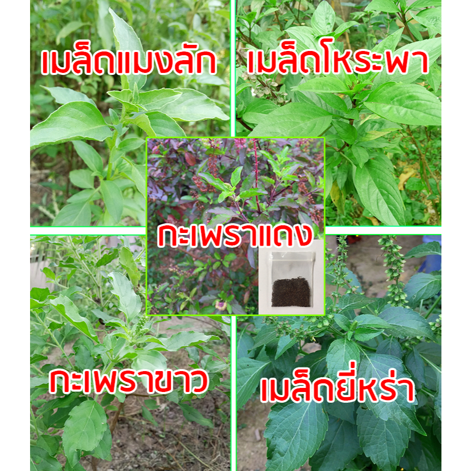 เมล็ดกะเพราแดง เมล็ดกะเพราขาว  เมล็ดโหระพา เมล็ดแมงลัก เมล็ดยี่หร่า เมล็ดพันธุ์กะเพรา # กะเพราป่า ผักสวนครัว