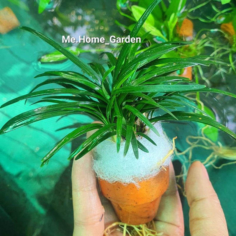 🌱🌱ต้นหนวดปลาดุก 🌱🌱เลี้ยงน้ำ ต้นไม้น้ำ พร้อม กระถางดินเผาจิ๋ว