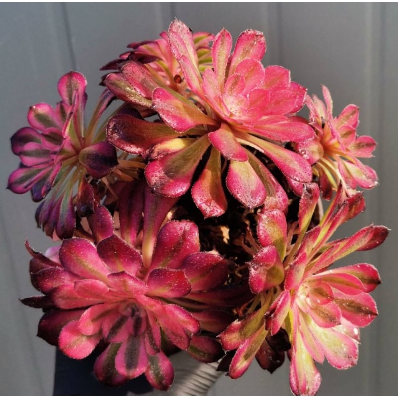 กุหลาบหิน Aeonium เมดูซ่า (Medusa) ขนาดกอ กระถางประมาณ 11-12 cm (ส่งแบบเปลือยราก/bare root)