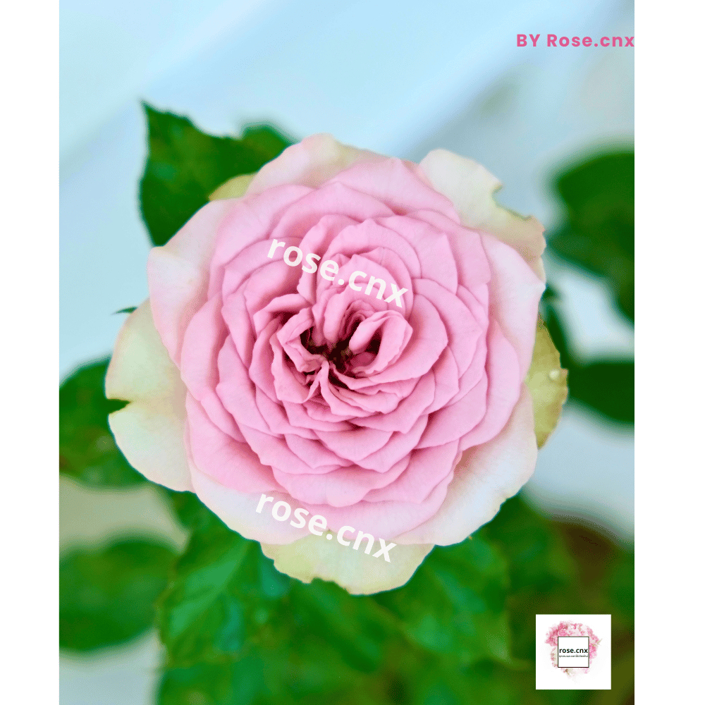 กุหลาบมงมาร์ต (Montmartre) กุหลาบสายพันธุ์ฝรั่งเศส กุหลาบชมพู จากร้าน rose.cnx กุหลาบเชียงใหม่