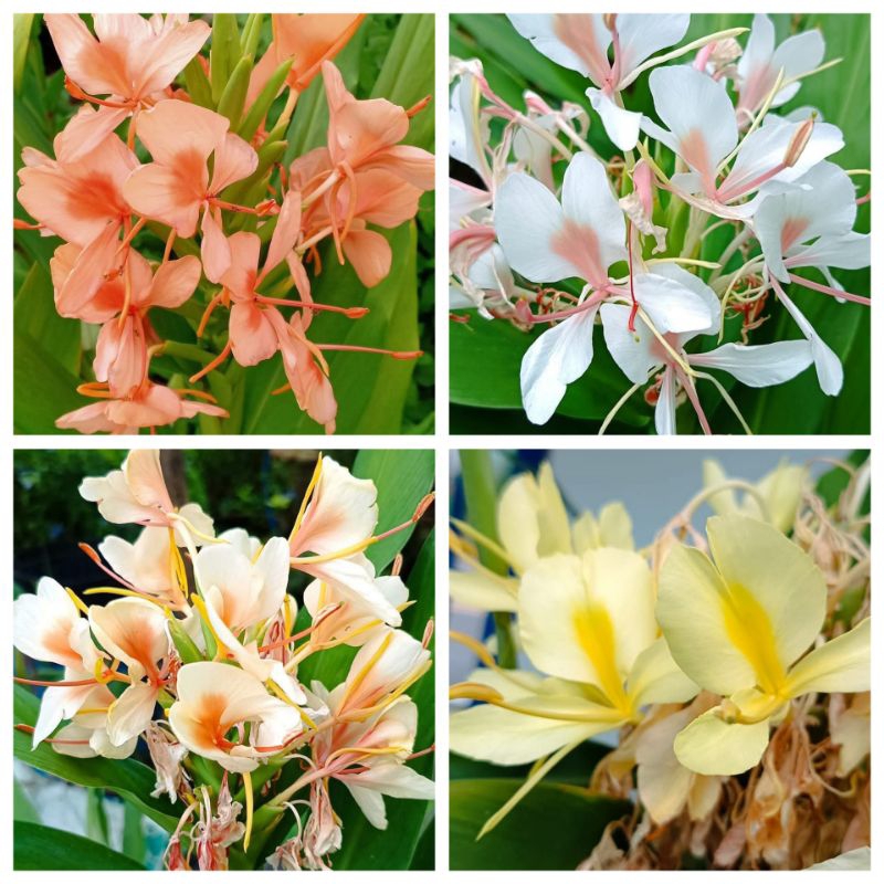ชุดสเลเต 4 สี โิอรส ชมพู ส้ม เหลือง เหง้าเล็กๆ ไม่แยกสี