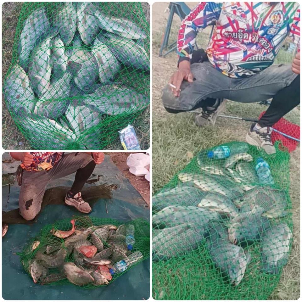 เหยื่อตกปลา ผงกุ้งติดเนื้อ สูตร1+(25g) ปลา ตกปลา เหยื่อ รูปที่ 7