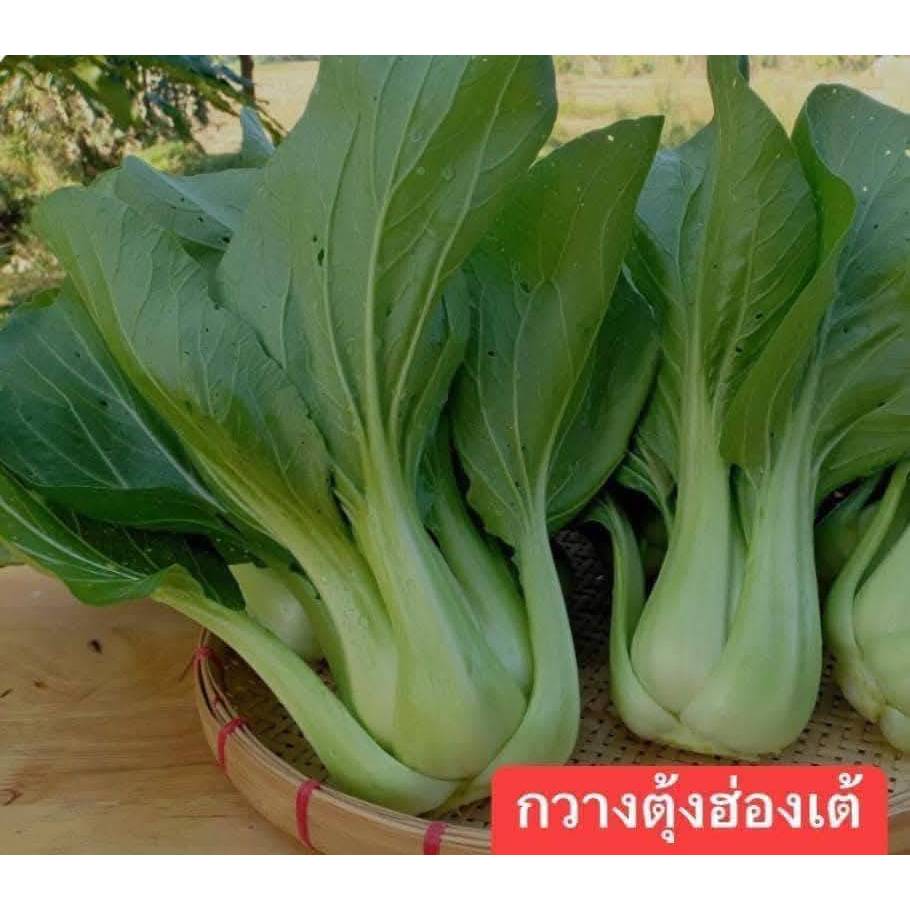 เมล็ดผักกวางตุ้ง ฮองเต้กวางตุ้งดอกกวางตุ้งดอกไม้ไฟ