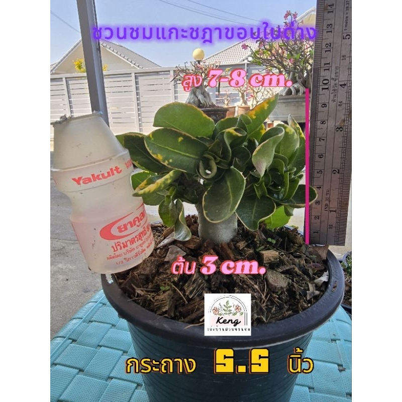 ชวนชมแกะชฎาขอบใบด่าง กระถาง 5.5 นิ้ว (Dorset Horn Adenium DHA)