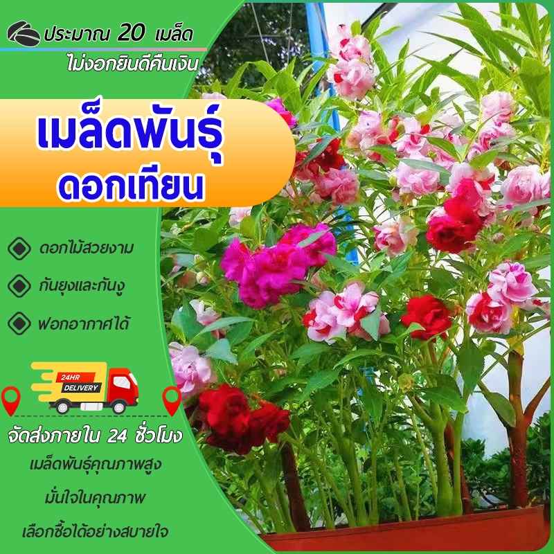 20เมล็ด เมล็ดพันธุ์ดอกเทียน ดอกเทียน คละสี เมล็ดพันธุ์ดอก งอกง่าย พุ่มใหญ่ดอกสวยโดดเด่น