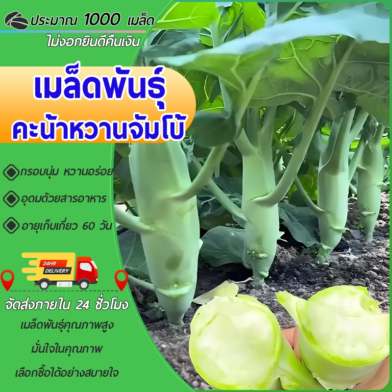 1000 เมล็ด เมล็ดพันธุ์ คะน้าหวานจัมโบ้ เมล็ดคะน้าฮ่องกงจัมโบ้ คะน้าเห็ดหอมยักษ์ คะน้าฮ่องกง  โตเร็ว