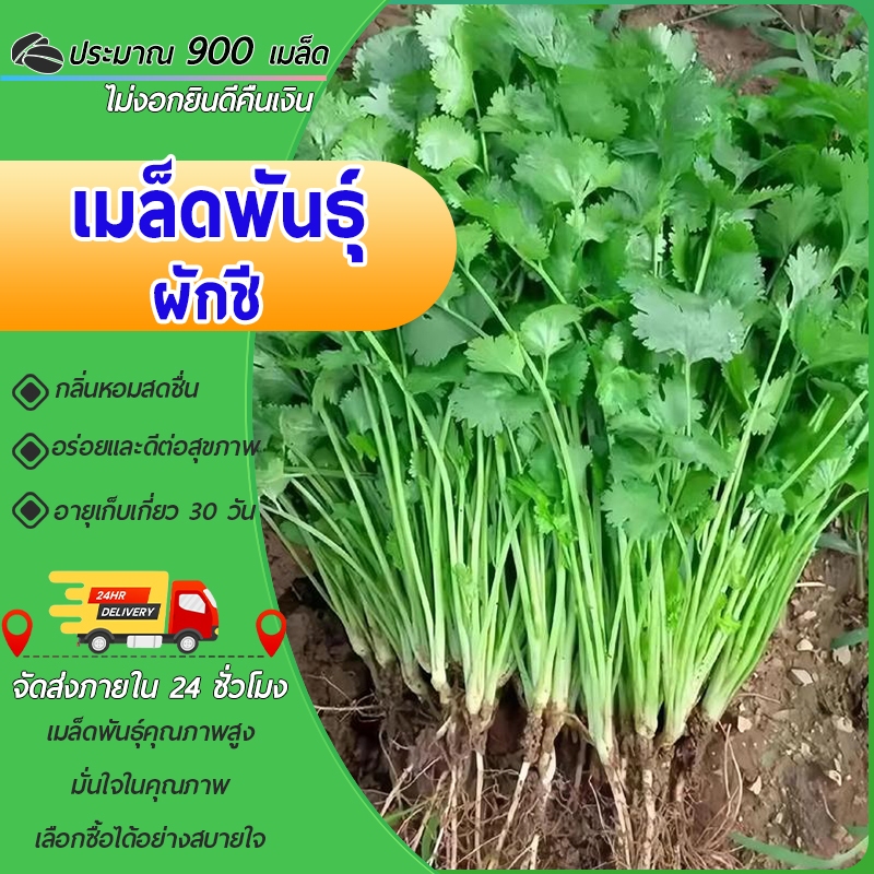 900 เมล็ด เมล็ดพันธุ์ เมล็ดผักชี ผักชีหอม