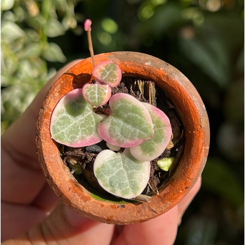 สายป่านดวงใจด่าง Verigated string of hearts กระถางดินเผาจิ๋ว1นิ้ว มีราก