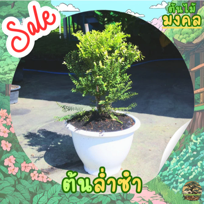 [พร้อมส่ง] ต้นล่ำซำ (Ficus microcarpa) สูง 60-70 cm ฟอร์มสวย *ราคาไม่รวมกระถาง*