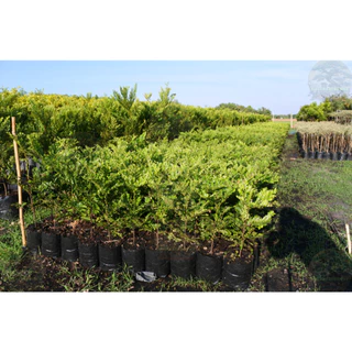 [พร้อมส่ง] ต้นล่ำซำ (Ficus microcarpa) สูง 60-70 cm ฟอร์มสวย *ราคาไม่รวมกระถาง*