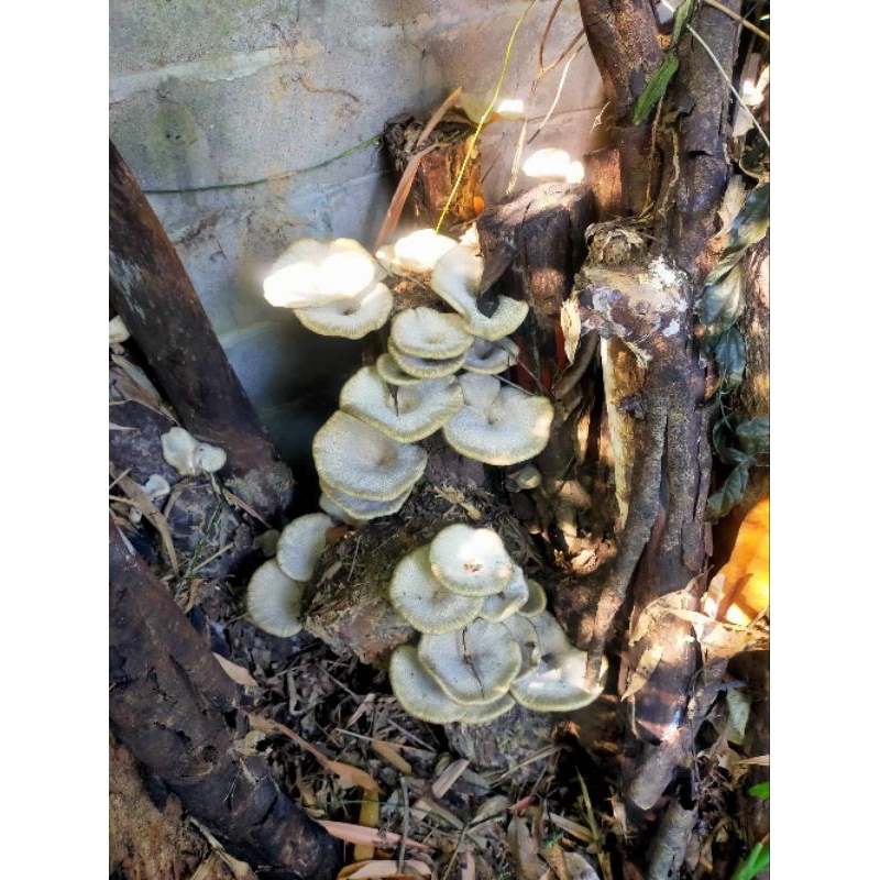 เชื้อเห็ดลม เห็ดบด หรือเห็ดกระด้าง (ชุดโปร 5ขวด) - รูปที่ 2