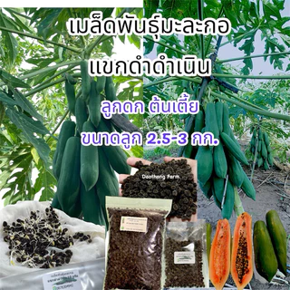 เมล็ดพันธุ์มะละกอแขกดำดำเนินต้นเตี้ย เมล็ดมะละกอแขกดำ น้ำหนักดีลูกใหญ่ออกลูกดก แถมคู่มือการปลูกฟรี