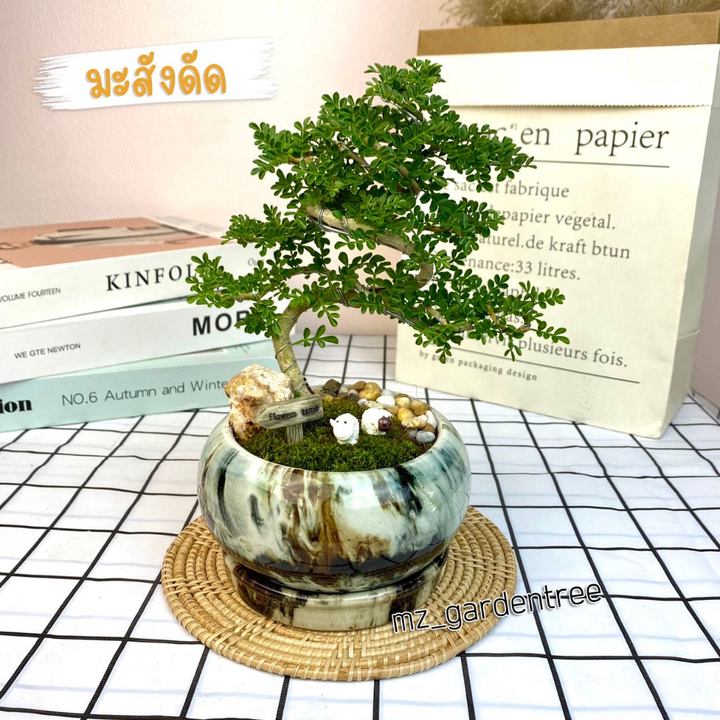 [[ต้นไม้จริง]]🌿🌿สวนถาดไม้มงคล มะสังดัด🌿🌿**คัดฟอร์มสวยทุกต้น**