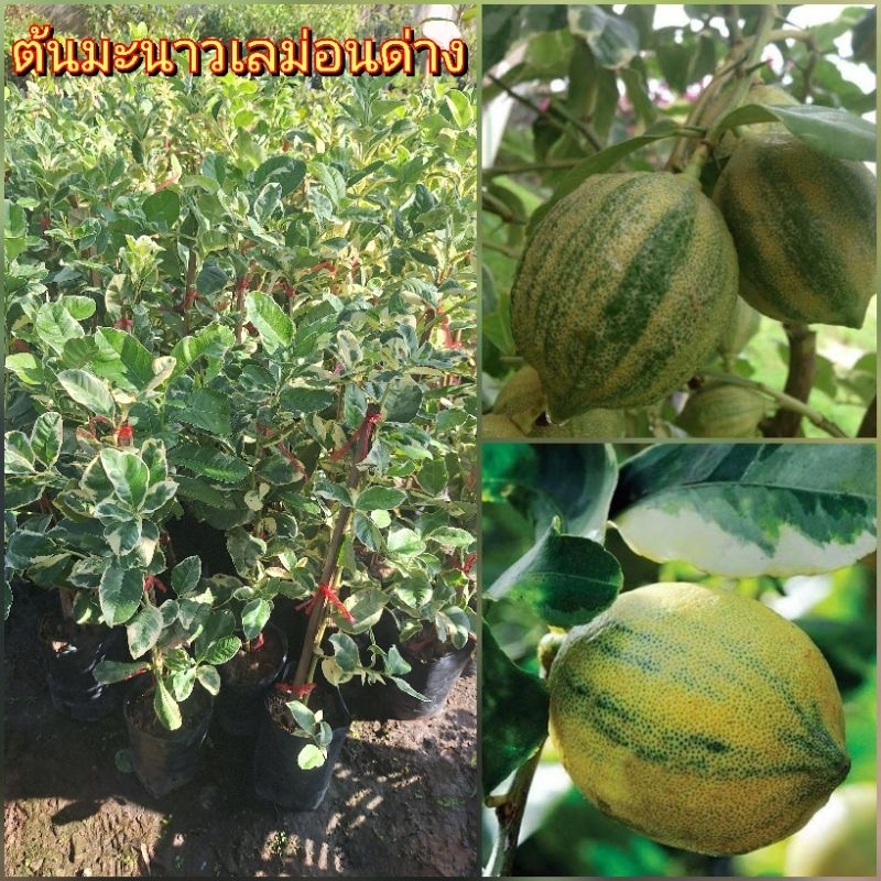 ต้นมะนาวเลมอนด่าง ลูกและใบด่างสวยแปลก ต้นพันธุ์ (เสียบยอด) สูง 60-80 ซม.