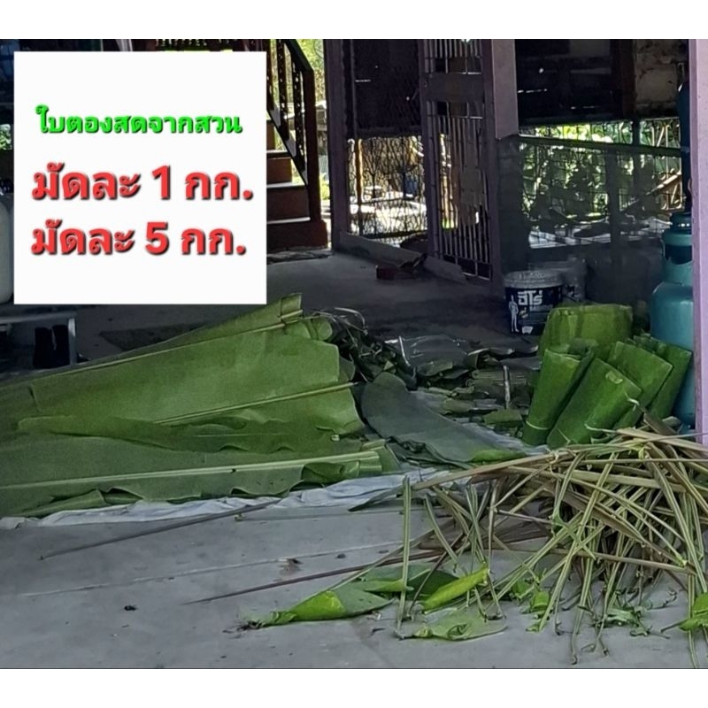 ใบตองสด ใบตองกล้วยน้ำว้า ใบกล้วย ใบตองทำขนม ใบตองเอนกประสงค์ - รูปที่ 3