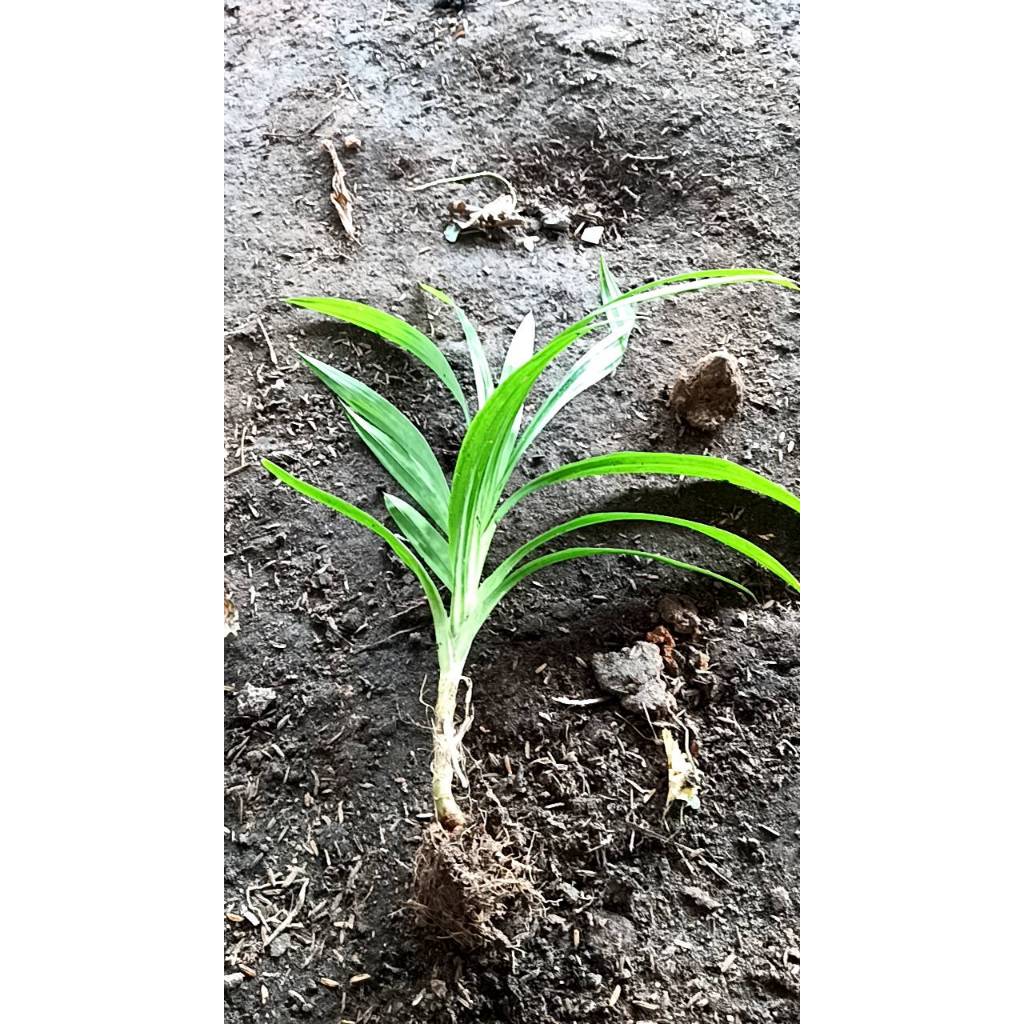 ต้นกล้า เตยหอม ใบเตยหอม ใบเตยสดเขียว 1ต้น 12บาท ถอนส่งแบบห่อตุ้ม มีราก สำหรับปลูกได้  เตย เป็นสมุนไพร