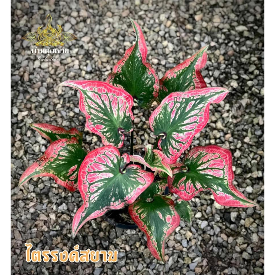 ไตรรงค์สยาม บอนสี Caladium