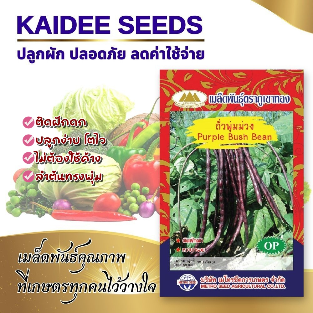 เมล็ดถั่วพุ่มม่วง Purple Bush Bean เมล็ดพันธุ์ถั่วพุ่มม่วง เมล็ดถั่วพุ่ม ถั่วพุ่มม่วง ตราภูเขาทอง