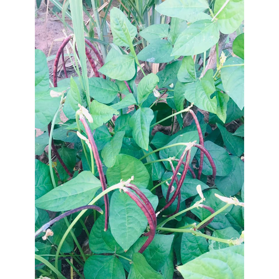 เมล็ดถั่วพุ่มม่วง Purple Bush Bean เมล็ดพันธุ์ถั่วพุ่มม่วง เมล็ดถั่วพุ่ม ถั่วพุ่มม่วง ตราภูเขาทอง - รูปที่ 6