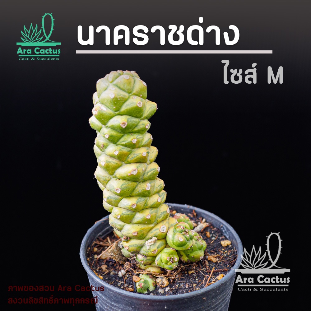 ขายโล๊ะ!! หมดแล้วหมดเลย พญานาคราชด่างต้นใหญ่ Euphorbia ritchiei ไซส์กระถาง 4 นิ้ว แคคตัส กระบองเพชร ต้นไม้ประดับ อวบน้ำ