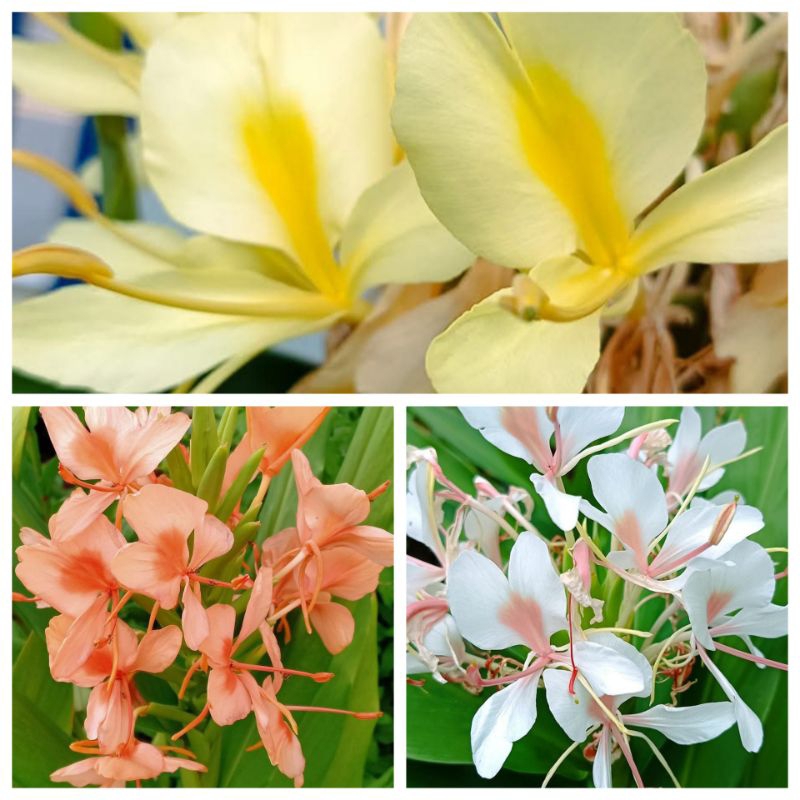 สเลเตแบบเป็นชุด ในชุดได้ 3 สี เหลือง ชมพู โอรส ส่งเป็นเหง้า