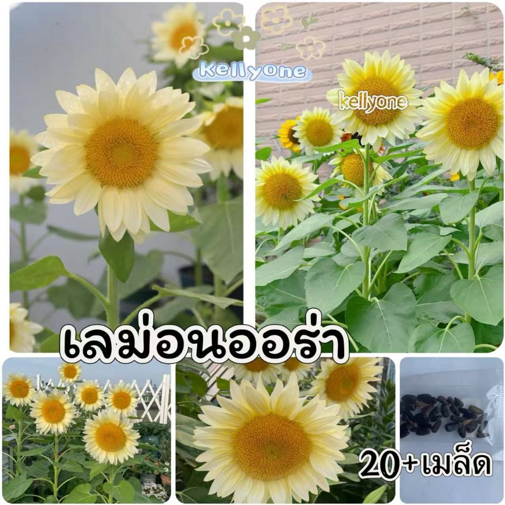 เมล็ด ทานตะวันเลม่อนออร่า 35+ เมล็ด สีสวย งอกดี โตเร็ว