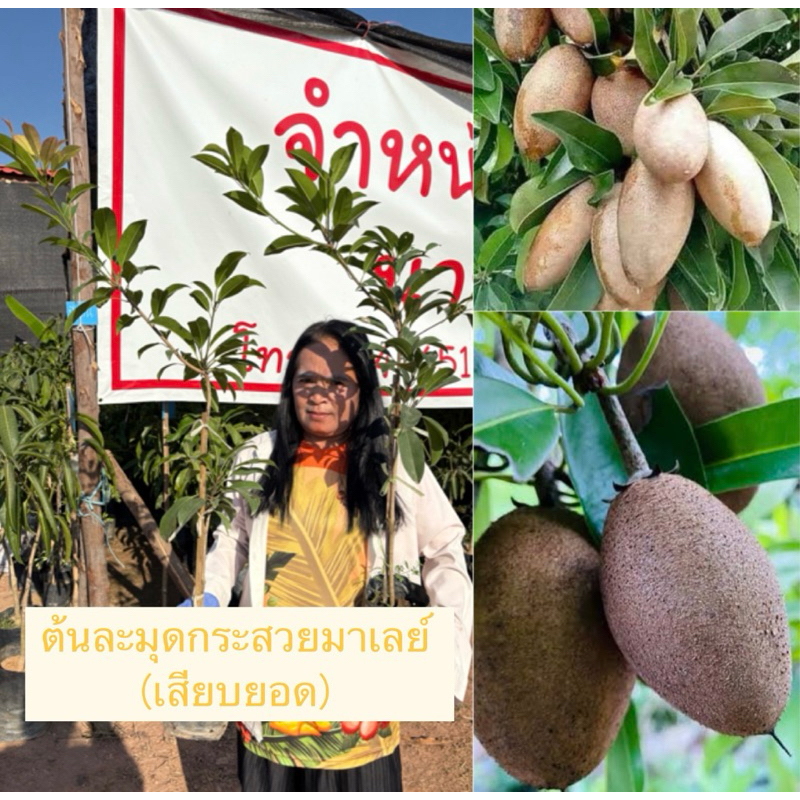 ต้นละมุดกระสวยมาเลย์ (เสียบยอด) ความสูง 70-80 เซนติเมตร