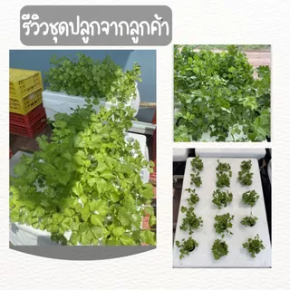 ชุดปลูกผักไฮโดรโปนิกส์ ชุดปลูกผักชี คึ่นช่าย อุปกรณ์ครบ พร้อมปลูก ( **เเถมเมล็ด** )