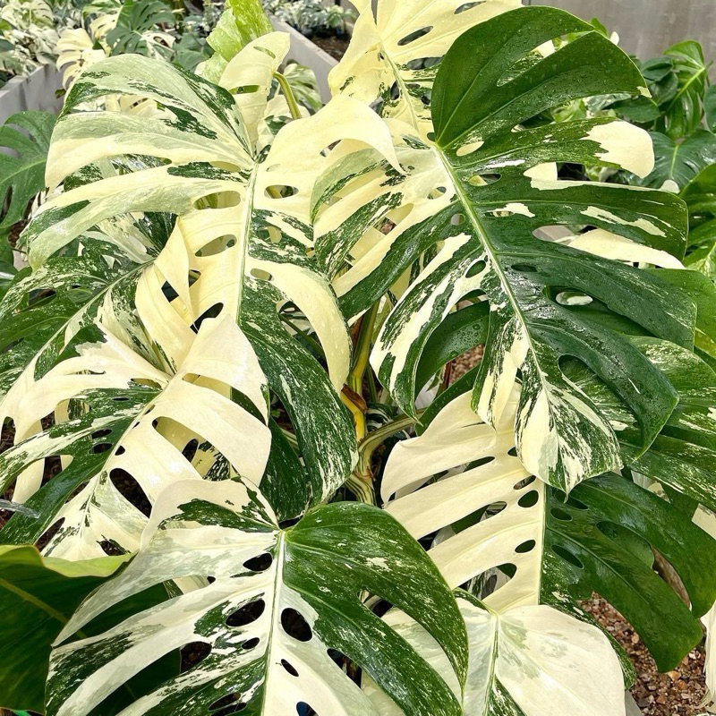 มอนสเตอร่าอัลโบ้ด่าง Monstera borsigiana albo variegated