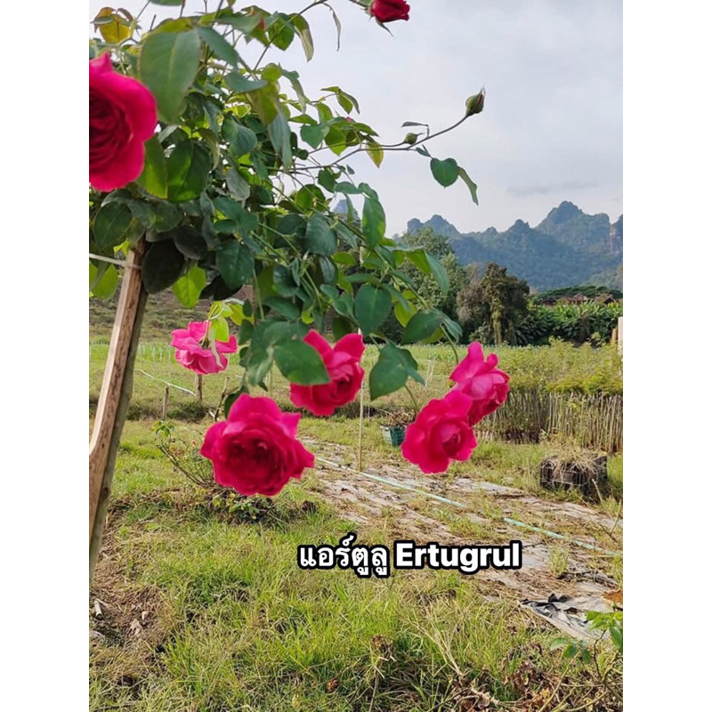 กุหลาบ-แอร์ตูลู Ertugrul ชมพูบานเย็น ไร้หนาม ดอกห้อย กลิ่นหอมแรง